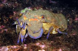 Slipper lobster - Scyllarides latus by David Abecasis 